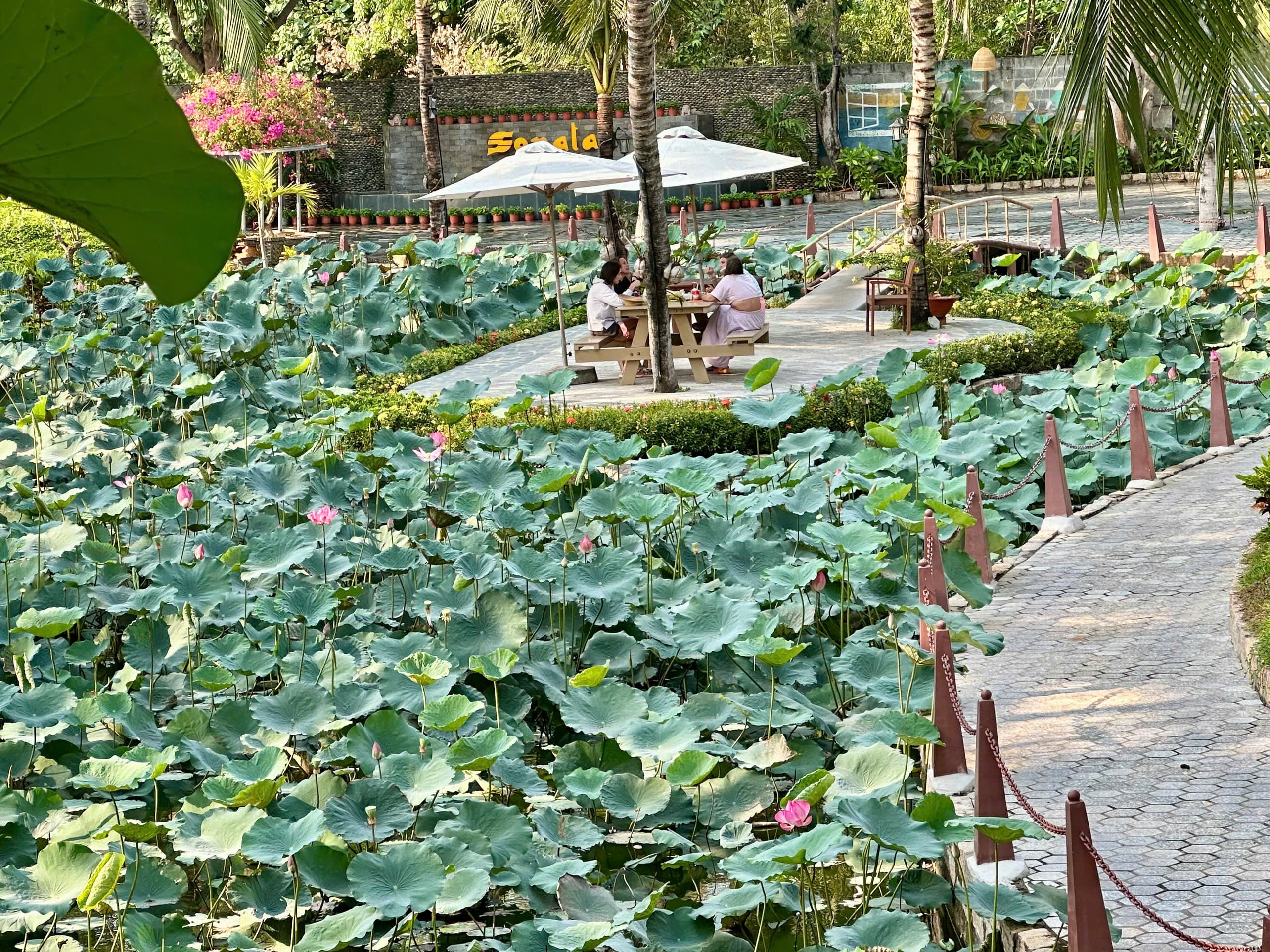 Dạo Quanh Hồ Sen